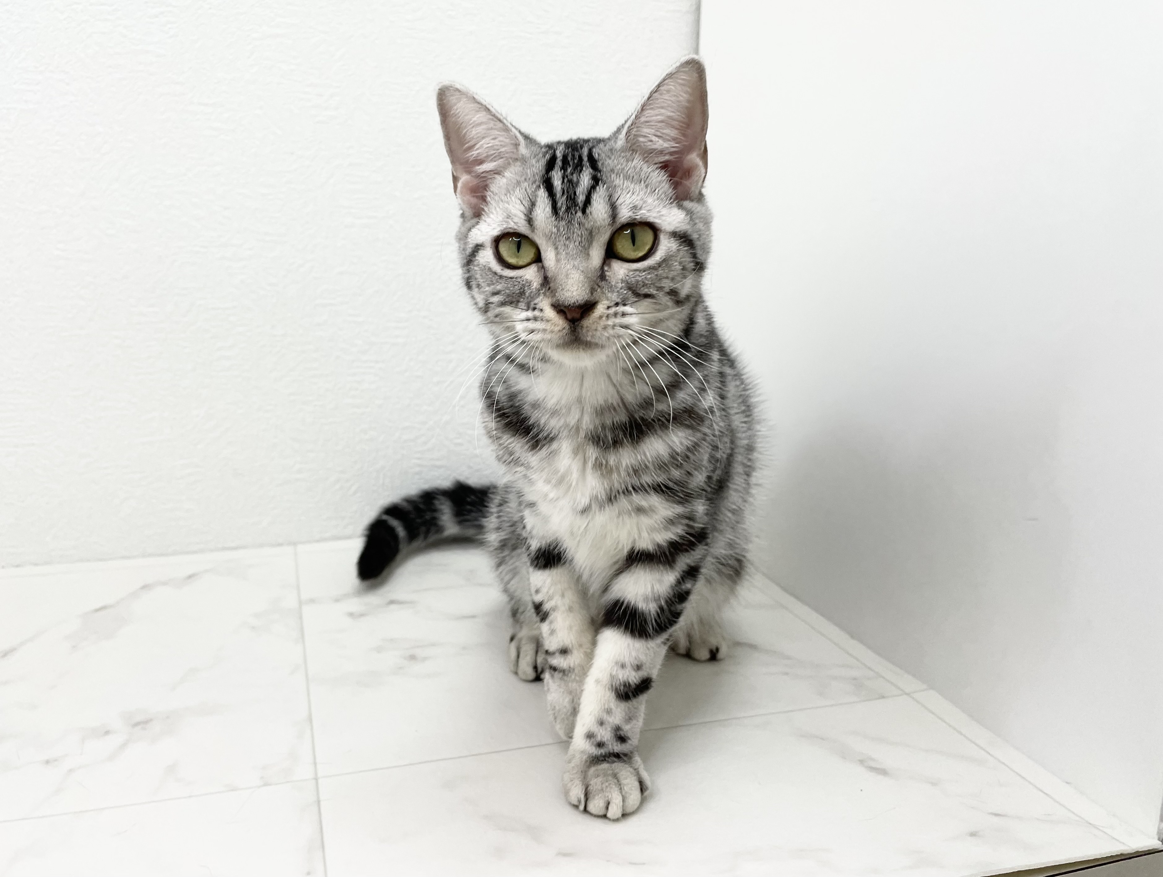 アメリカンショートヘアー