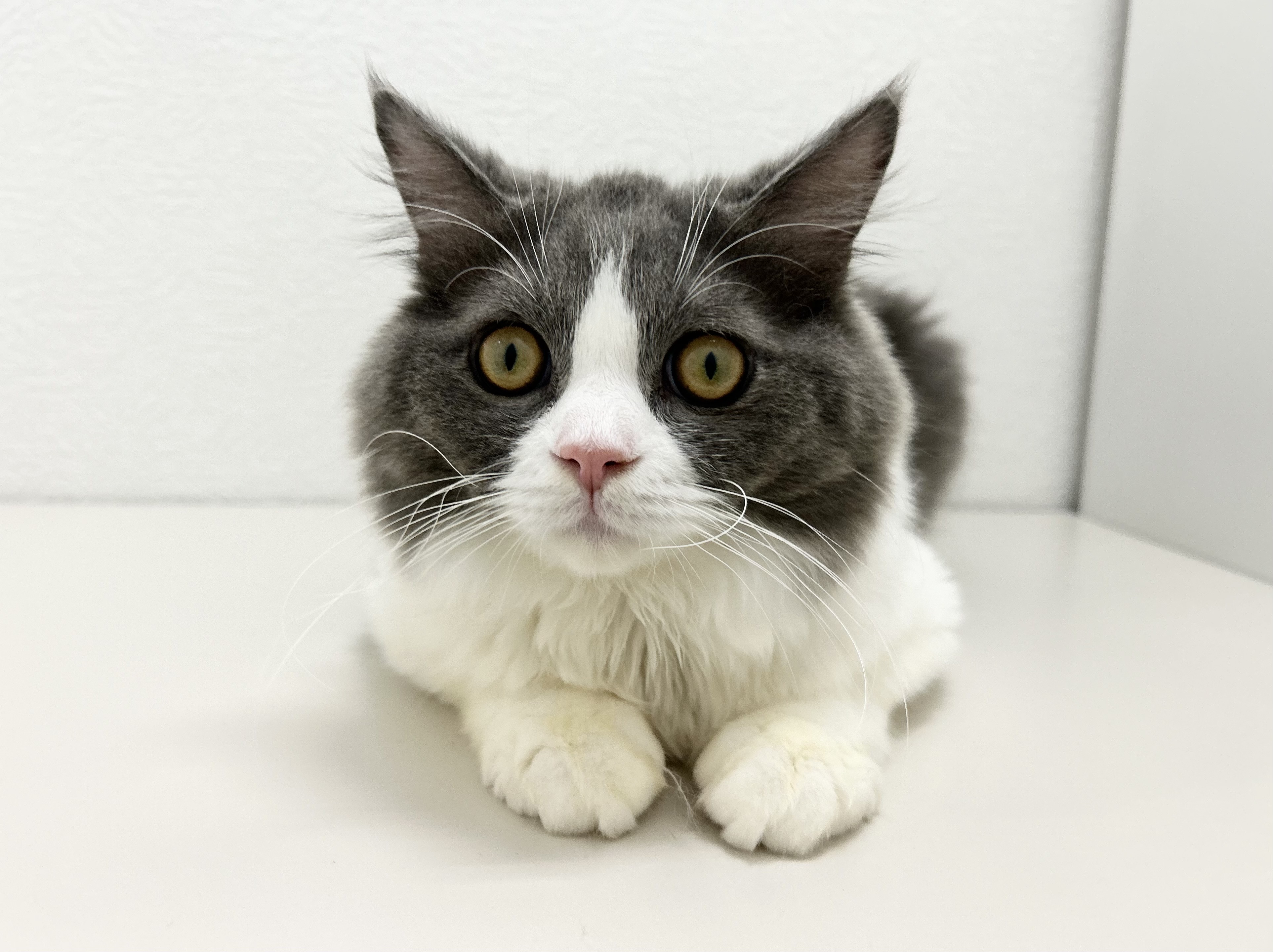 ブリティッシュロングヘアー