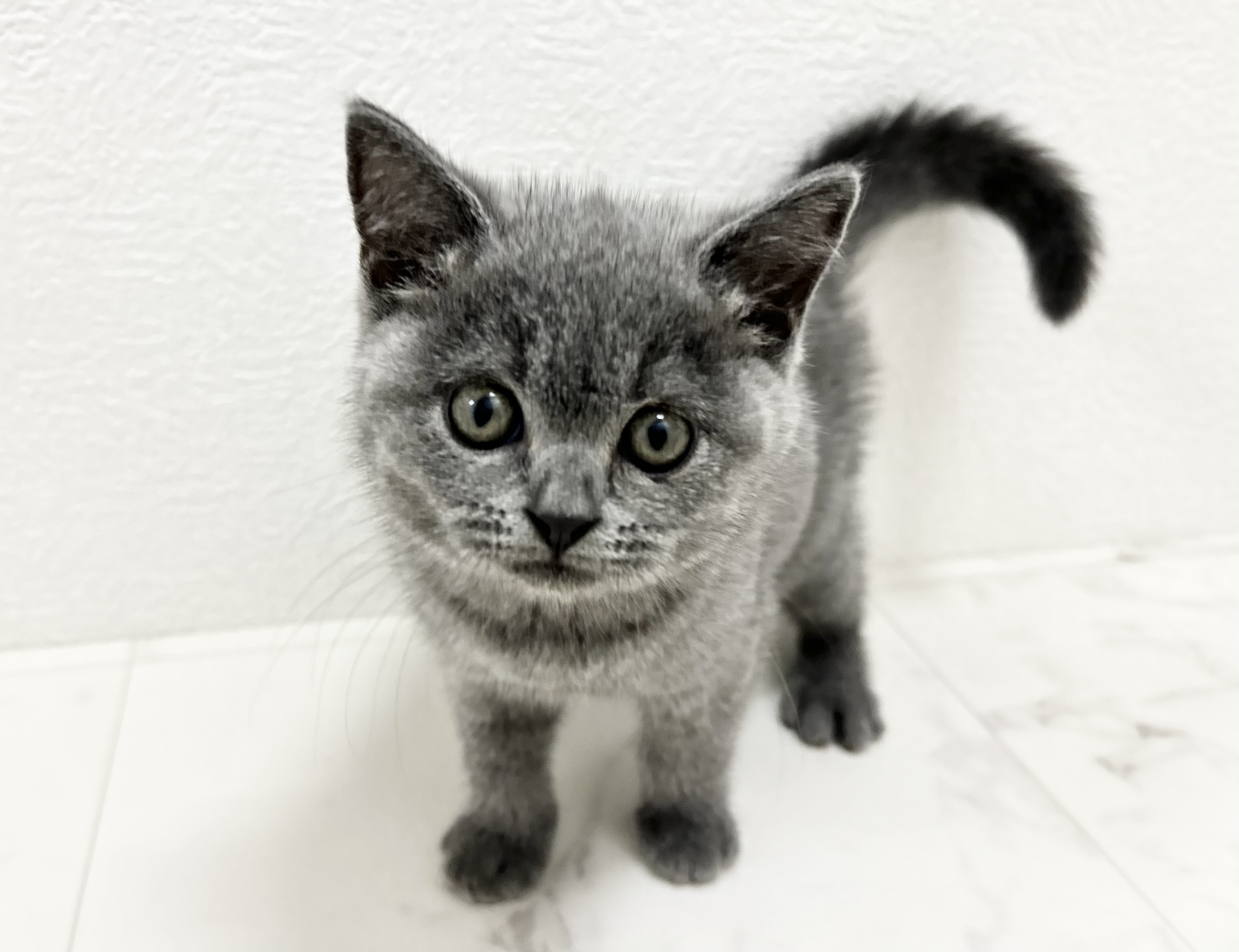 ブリティッシュショートヘアー