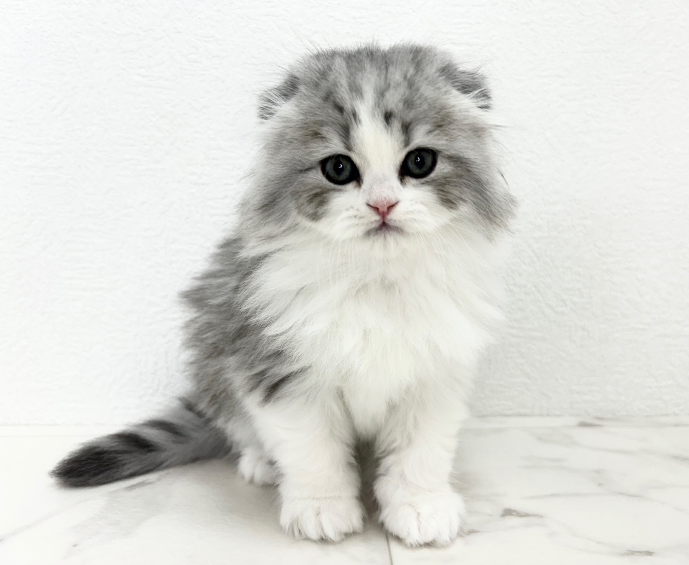 スコティッシュフォールド