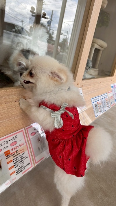 ポメラニアン ココちゃん