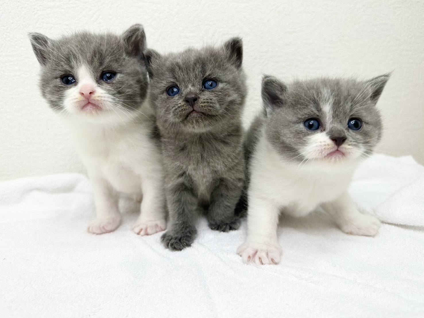 ブリティッシュショート(ロング)ヘアー