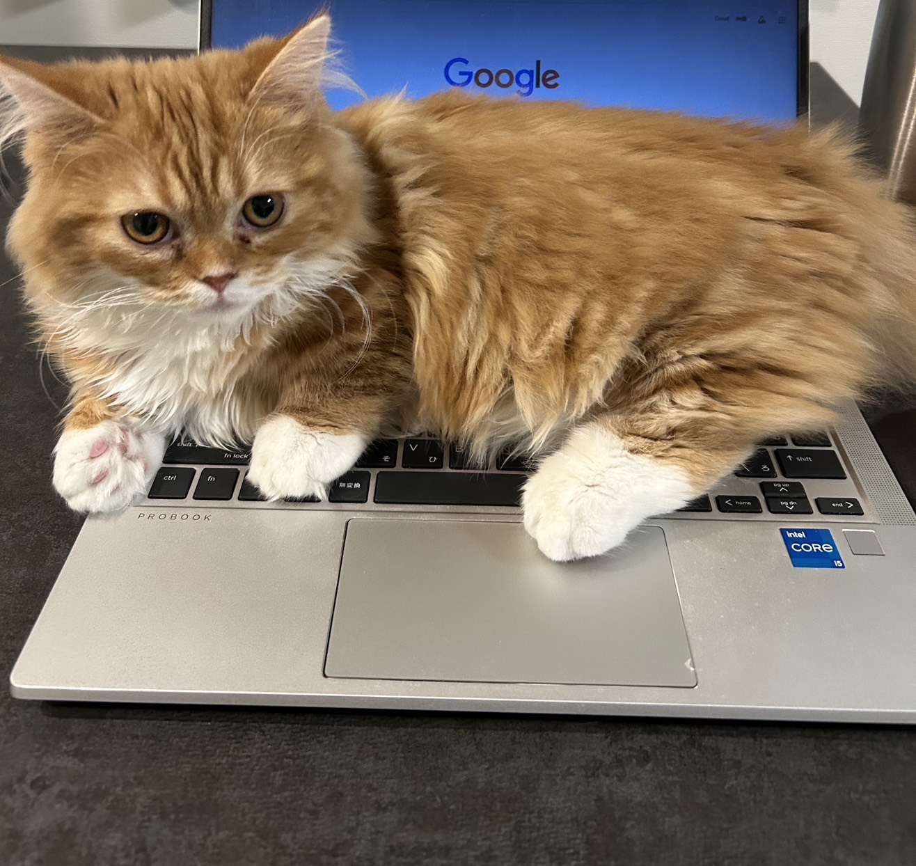 マンチカン　ちくわちゃん