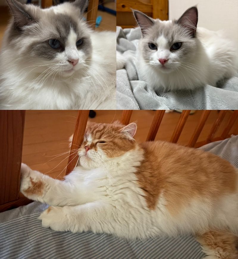 ラグドール　クイーンちゃん、スノーちゃん、スコティッシュフォールド　エンジェルちゃん