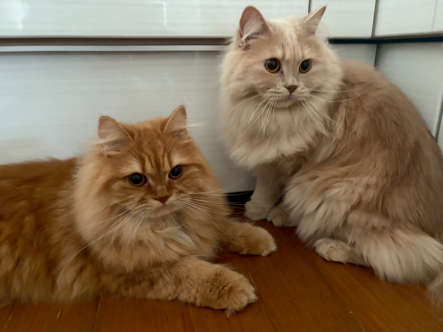 サイベリアン　Lalaちゃん、クリッパーちゃん