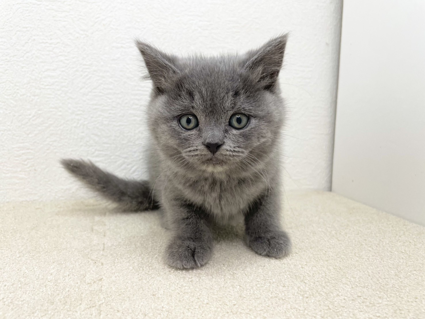 ブリティッシュショートヘアー