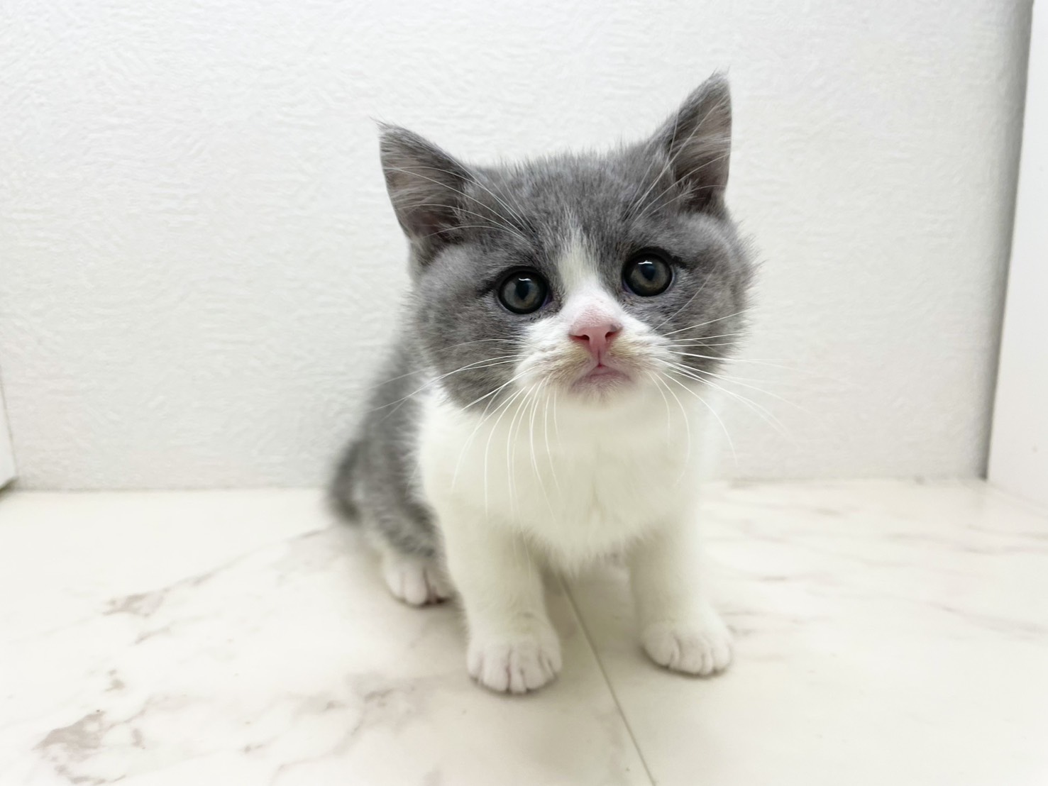 ブリティッシュショートヘアー