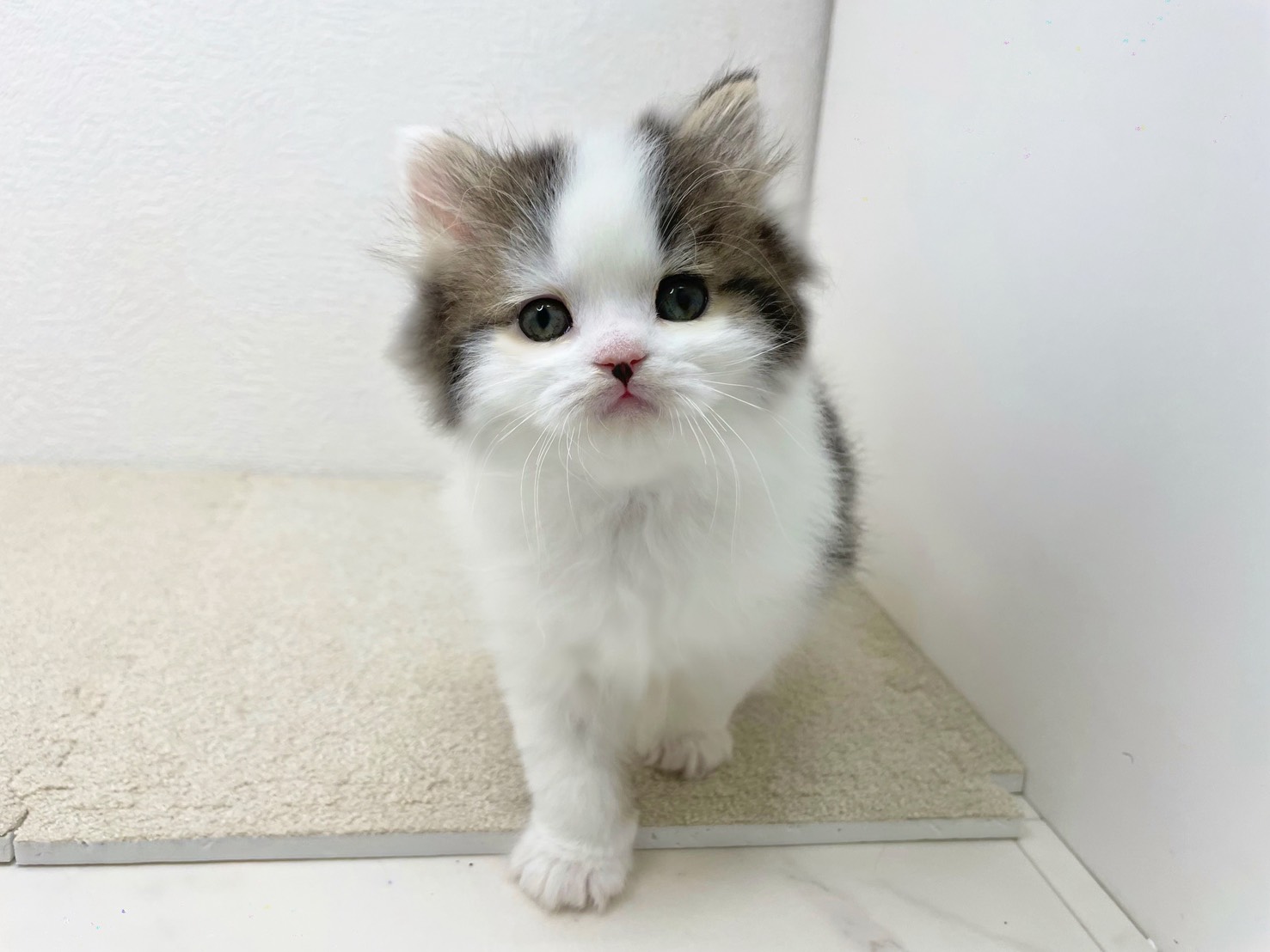 スコティッシュフォールド