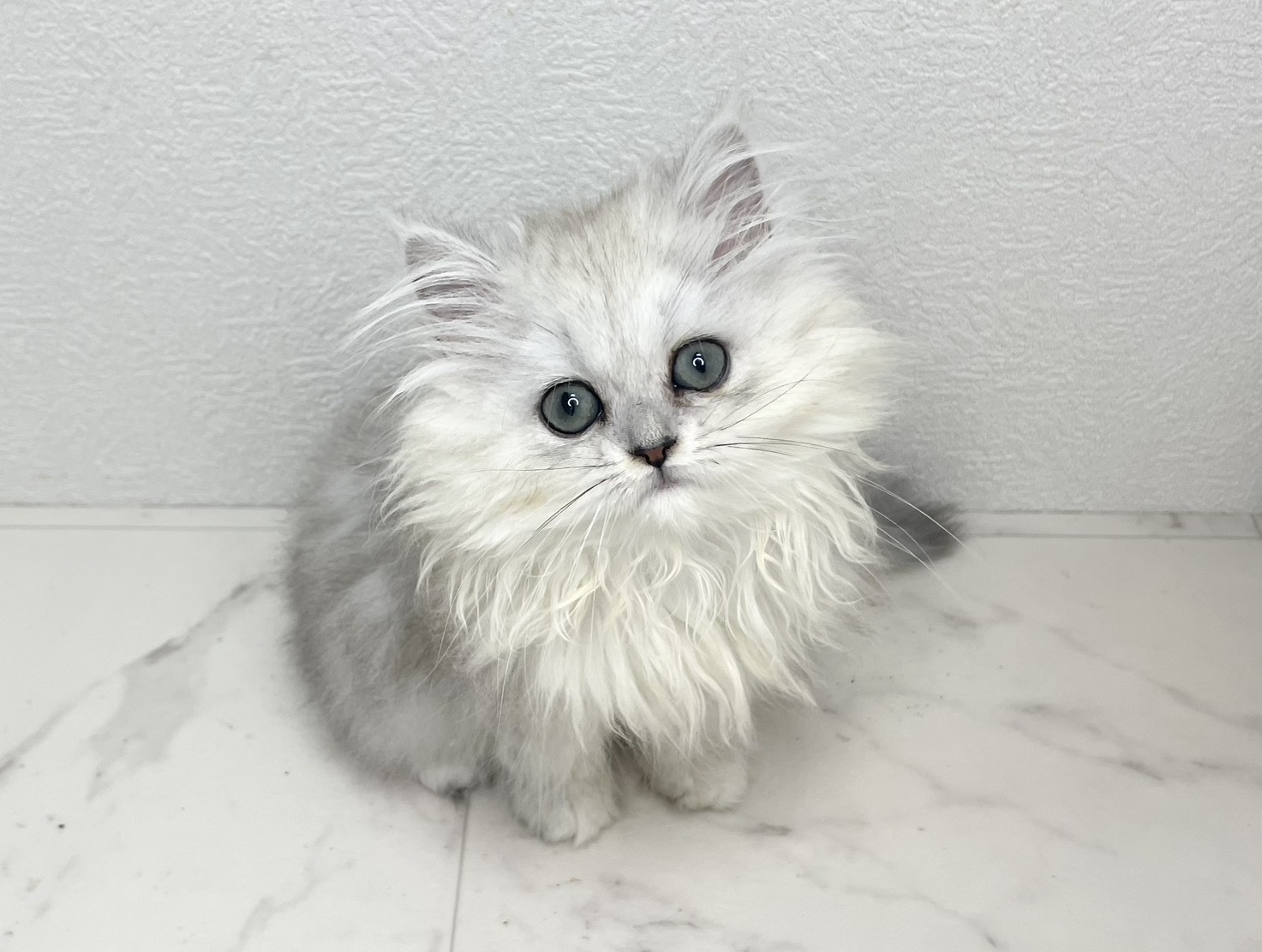 ペルシャ