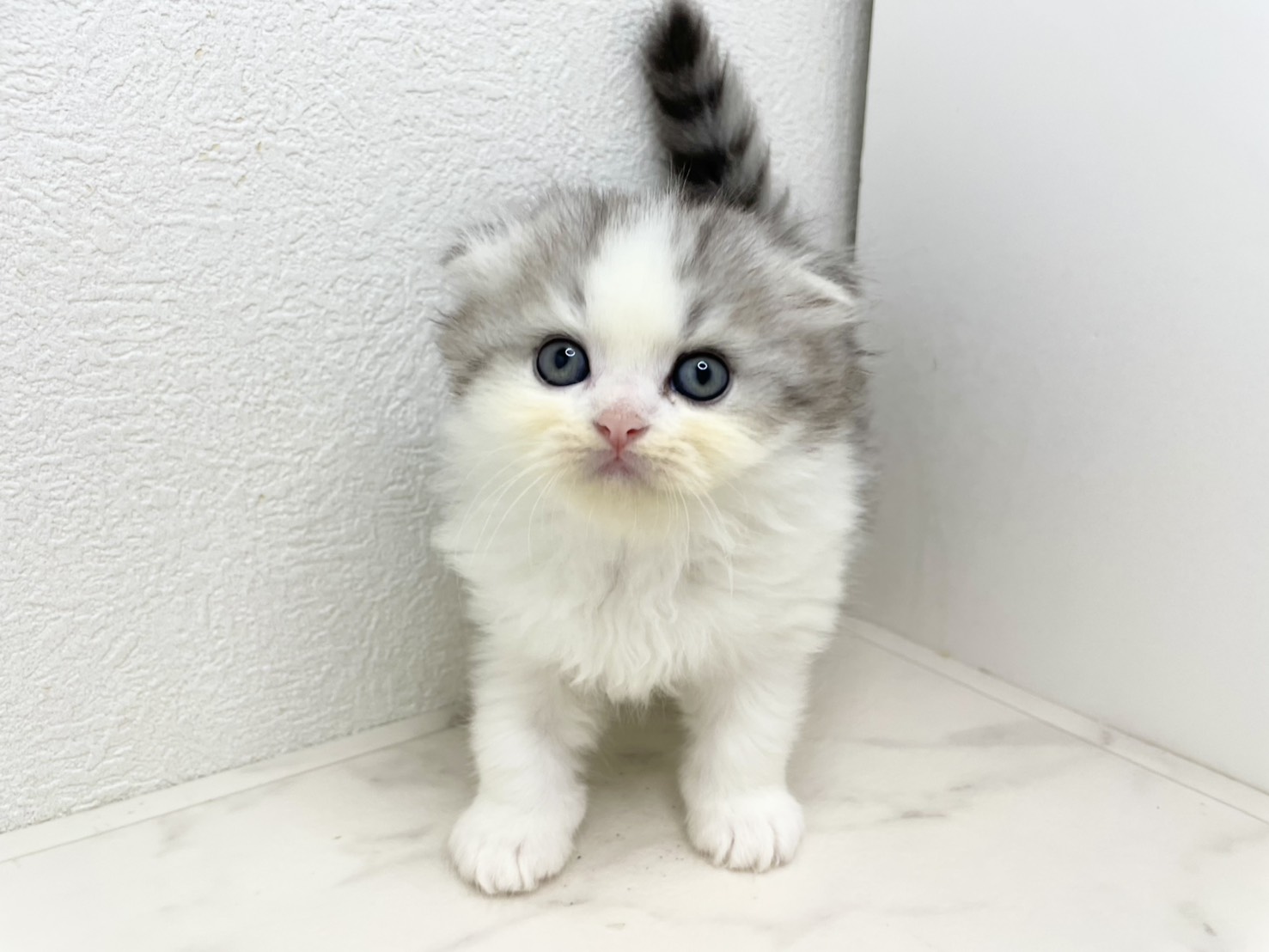 スコティッシュフォールド