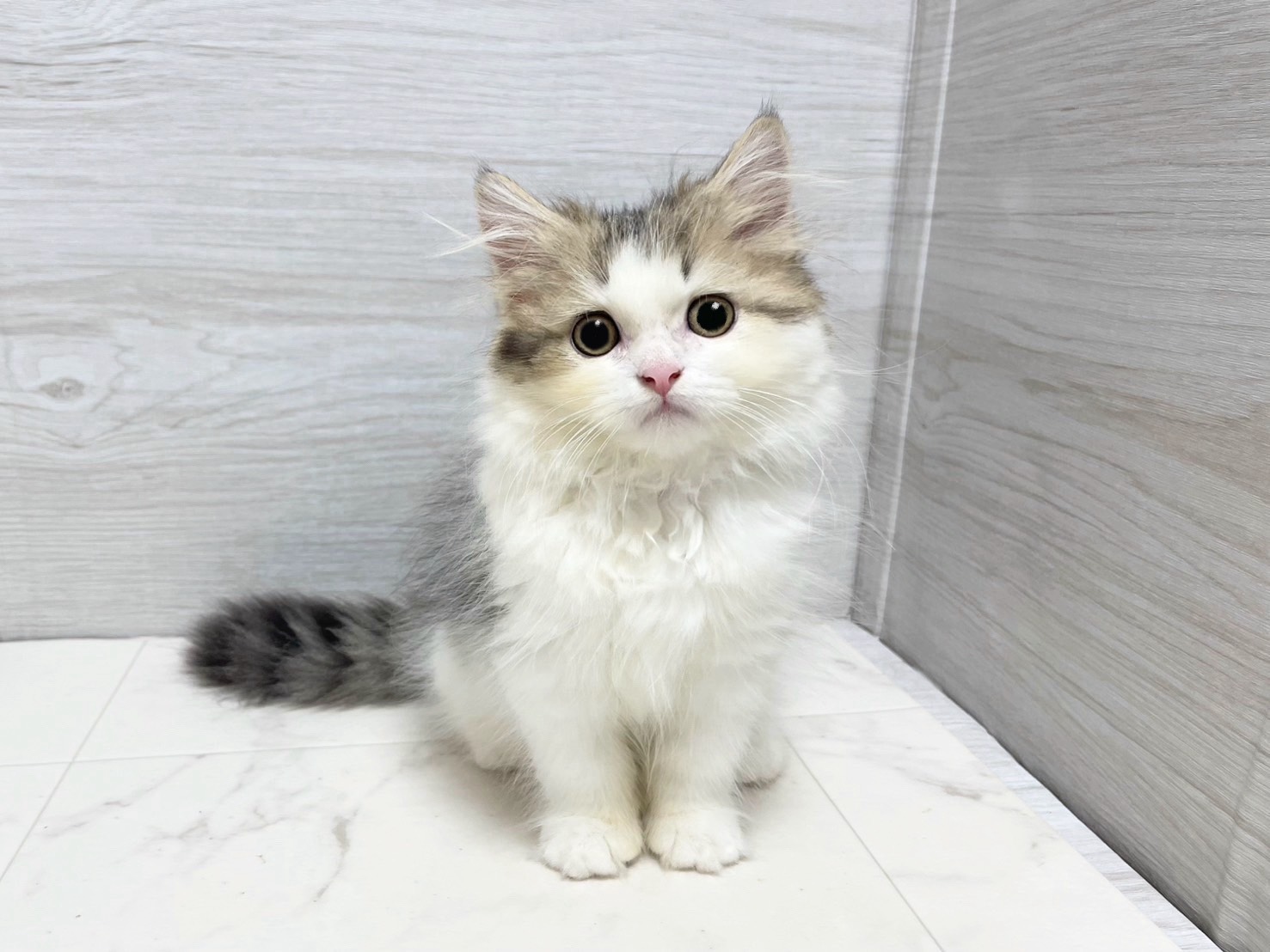 スコティッシュフォールド